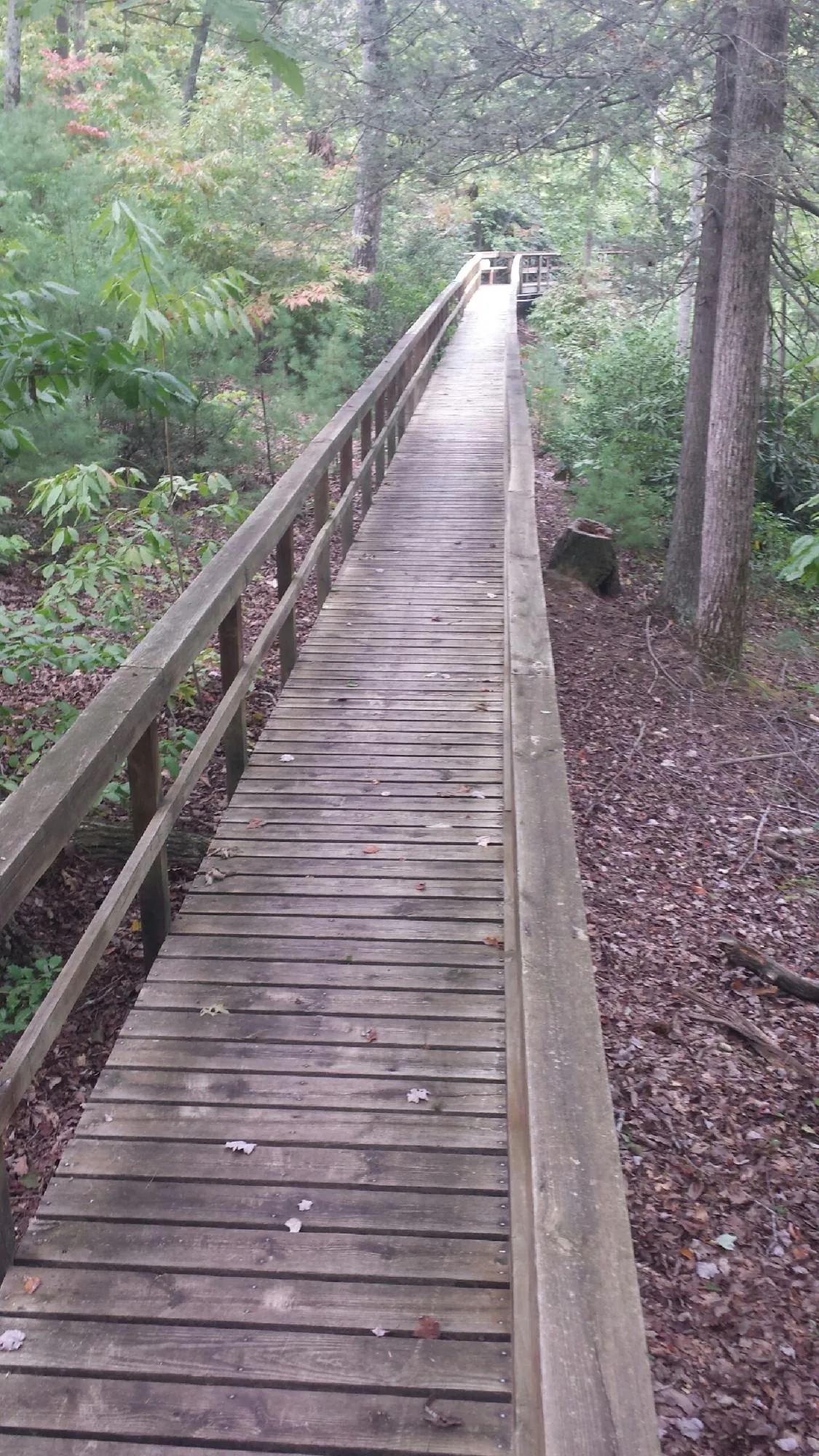 Long wood walkway with handrails built through the woods in Seville